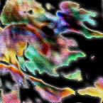 Abalone Cracked